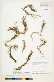 「金魚藻」的圖片搜尋結果