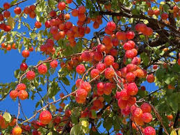 Attēlu rezultāti vaicājumam “Malus x zumi”