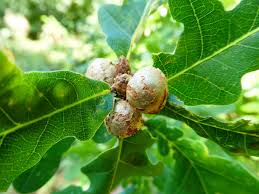 Attēlu rezultāti vaicājumam “Lycogala conicum sessile”