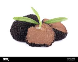 Attēlu rezultāti vaicājumam “Knautia arvensis fruit”