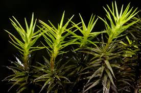 Attēlu rezultāti vaicājumam “Polytrichastrum longisetum”