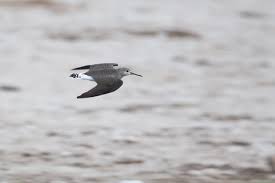 Attēlu rezultāti vaicājumam “Tringa ochropus”