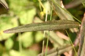 Attēlu rezultāti vaicājumam “Hieracium laevigatum”