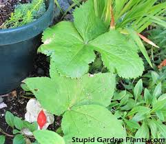 Attēlu rezultāti vaicājumam “Podophyllum hexandrum fruit”