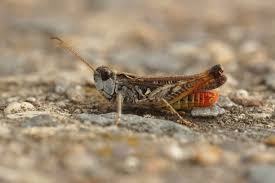 Attēlu rezultāti vaicājumam “Myrmeleotettix maculatus”