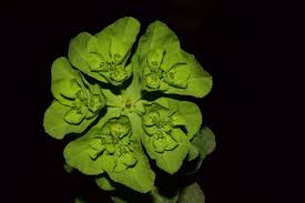 Attēlu rezultāti vaicājumam “Euphorbia helioscopia”