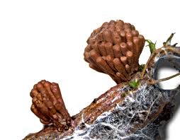 Attēlu rezultāti vaicājumam “Tubifera montana spores”