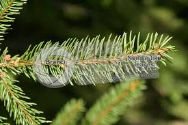 Attēlu rezultāti vaicājumam “Picea abies leaf”