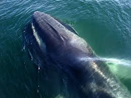 Image result for Balaenoptera physalus