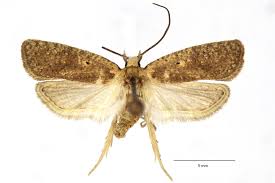 Attēlu rezultāti vaicājumam “Agonopterix ciliella imago”