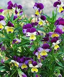 Attēlu rezultāti vaicājumam “Viola tricolor flower”