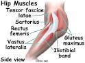 Hip Anatomy - Orthogate