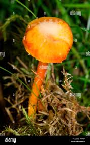 Attēlu rezultāti vaicājumam “Hygrocybe cantharellus”