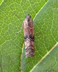 Attēlu rezultāti vaicājumam “Sciota adelphella”