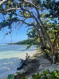 Image result for Caranx bartholomaei