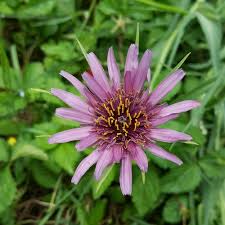 Attēlu rezultāti vaicājumam “Tragopogon heterospermus leaf”