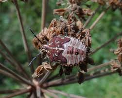Attēlu rezultāti vaicājumam “Carpocoris sp. nymph”