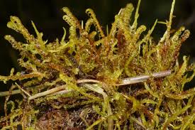 Attēlu rezultāti vaicājumam “Hamatocaulis vernicosus”