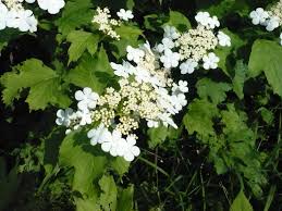 Attēlu rezultāti vaicājumam “Viburnum opulus”