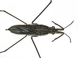 Attēlu rezultāti vaicājumam “Gerridae imago”