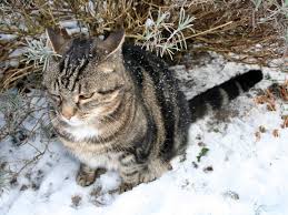 Attēlu rezultāti vaicājumam “Felis silvestris catus adult”