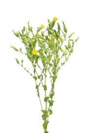 Attēlu rezultāti vaicājumam “Lactuca sativa flower”