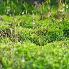 Attēlu rezultāti vaicājumam “Funaria hygrometrica”