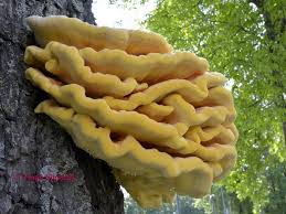 Attēlu rezultāti vaicājumam “Laetiporus sulphureus”