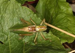 Attēlu rezultāti vaicājumam “Tettigonia cantans”
