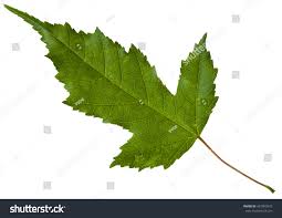 Attēlu rezultāti vaicājumam “Acer tataricum leaf”