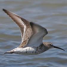 Attēlu rezultāti vaicājumam “Calidris ferruginea adult”