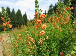 Image result for Alonsoa liniflora