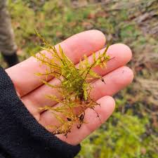 Attēlu rezultāti vaicājumam “Calliergonella cuspidata sporophyte”