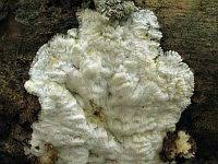 Attēlu rezultāti vaicājumam “Skeletocutis brevispora”