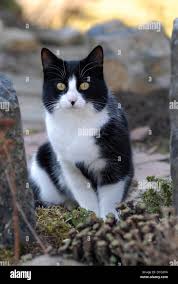 Attēlu rezultāti vaicājumam “Felis silvestris catus adult”