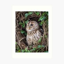 Attēlu rezultāti vaicājumam “Strix aluco female”