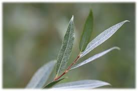 Attēlu rezultāti vaicājumam “Salix alba var. sericea”