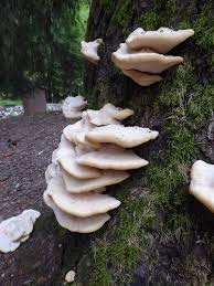 Attēlu rezultāti vaicājumam “Climacocystis borealis”