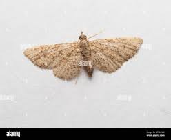 Attēlu rezultāti vaicājumam “Gymnoscelis rufifasciata”