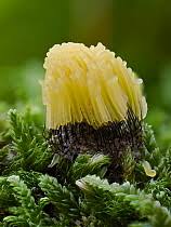 Attēlu rezultāti vaicājumam “Stemonitis virginiensis spores”