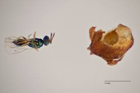 Attēlu rezultāti vaicājumam “Rabdophaga degeeri”