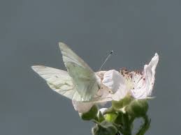 Attēlu rezultāti vaicājumam “Pieris rapae female”
