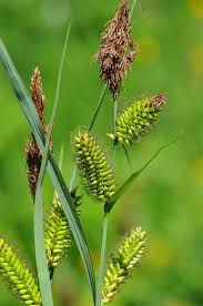 Attēlu rezultāti vaicājumam “Carex riparia”