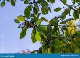 Attēlu rezultāti vaicājumam “Frangula alnus fruit”