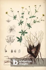 Image result for Potentilla tormentilla