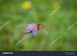 Attēlu rezultāti vaicājumam “Mellicta athalia”