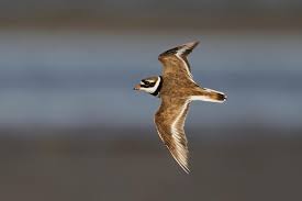 Attēlu rezultāti vaicājumam “Charadrius hiaticula”