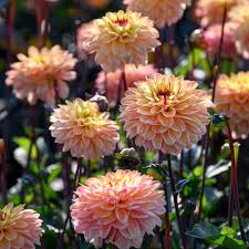 Image result for Dahlia x pinnata `Decorative Giants`