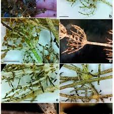 Attēlu rezultāti vaicājumam “Chara filiformis”