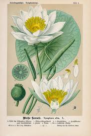 Attēlu rezultāti vaicājumam “Nymphaea alba flower”